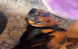 Rottweiler dogs for sale: Male Rottweiler - Image 5