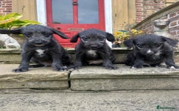 Bedlington Terrier dogs for sale: Fantastic F1 Bedlington x Whippet Puppies  - Image 4