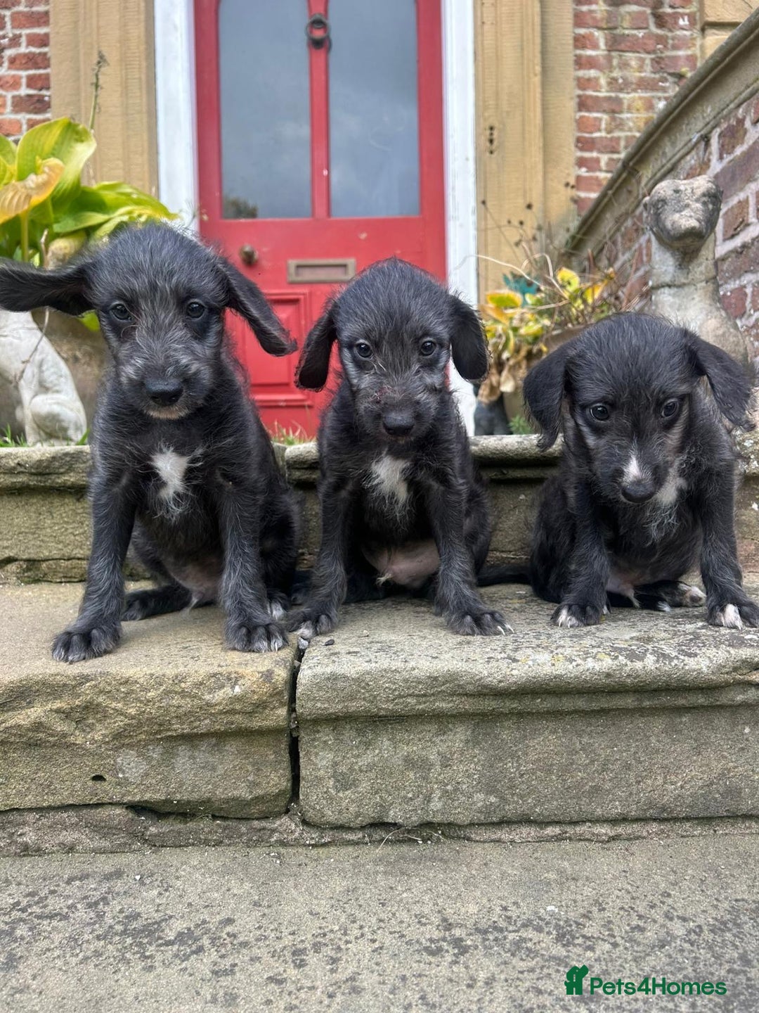 Bedlington Terrier dogs for sale: Fantastic F1 Bedlington x Whippet Puppies  - Image 4