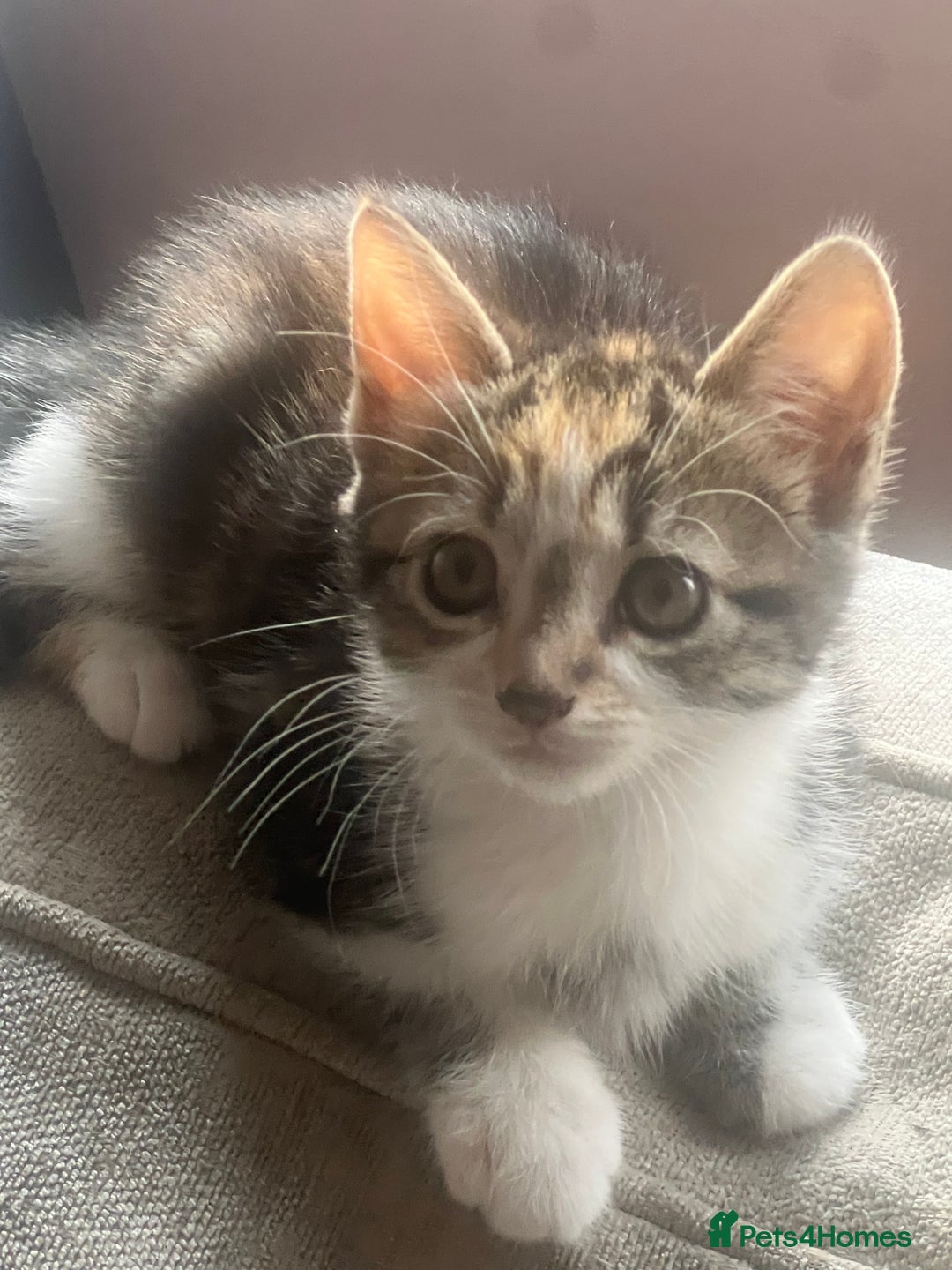 Mixed Breed cats for sale: 4 x kittens ready  - Image 5