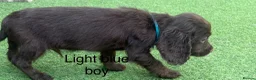 Cocker Spaniel dogs for sale: Beautiful cocker spaniel - Advert 9