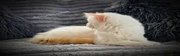 Ragdoll cats for sale: RED BICOLOUR FEMALE RAGDOLL  - Advert 7