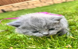 British Shorthair cats for sale: Blue British shorthair  - Image 24