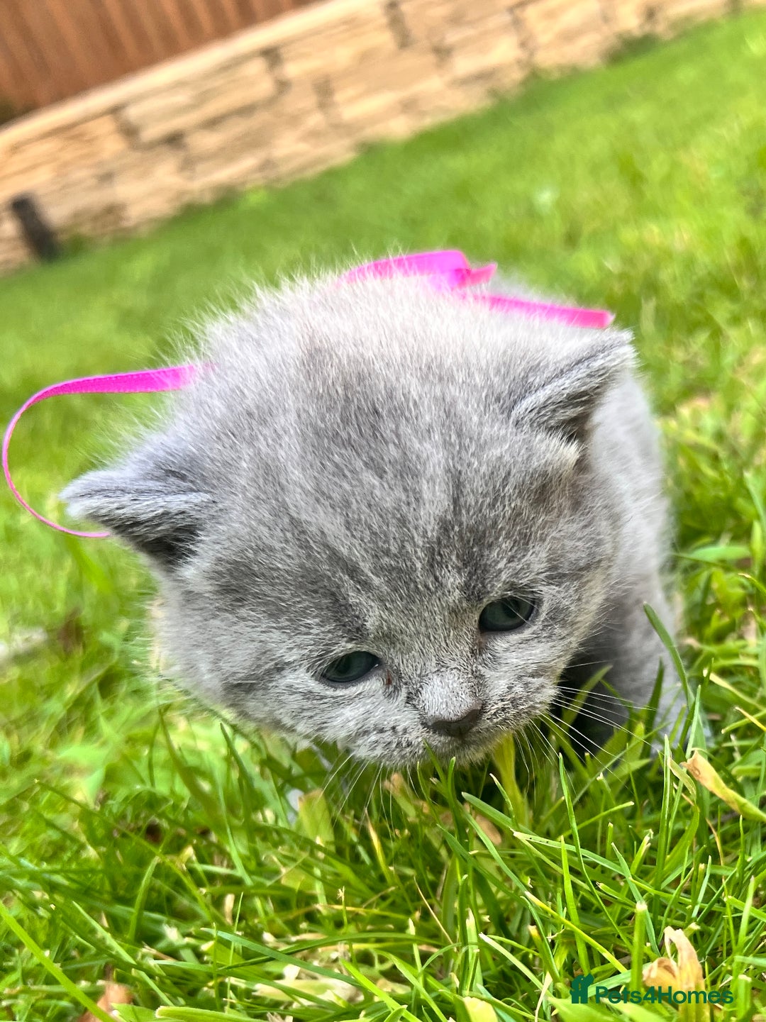 British Shorthair cats for sale: Blue British shorthair  - Image 24