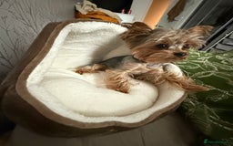 Yorkshire Terrier dogs for stud: mini Pure breed Yorkshire Terrier stud in London - Image 6