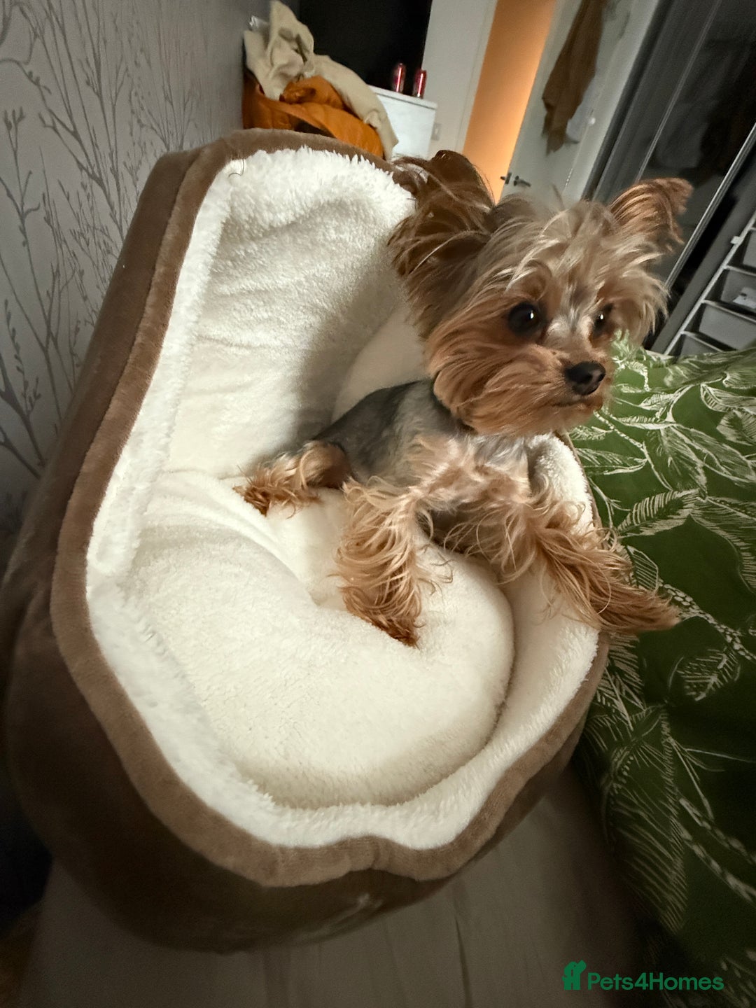Yorkshire Terrier dogs for stud: mini Pure breed Yorkshire Terrier stud in London - Image 6