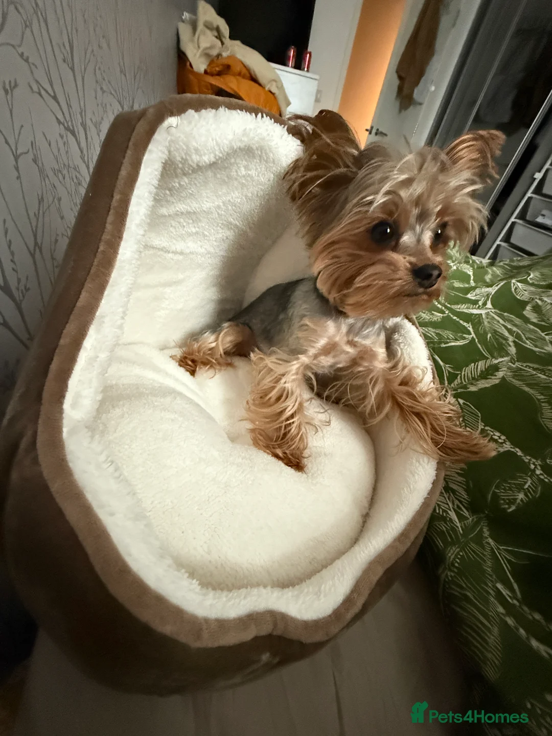 Yorkshire Terrier dogs for stud: STUD !!!boy mini Pure breed Yorkshire Terrier stud in London - Advert 6