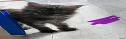Maine Coon cats for sale: 10kittens 🐱 Ready to leave now  - Advert 14