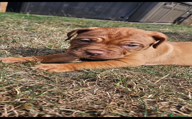 Dogue De Bordeaux dogs - Advert 6