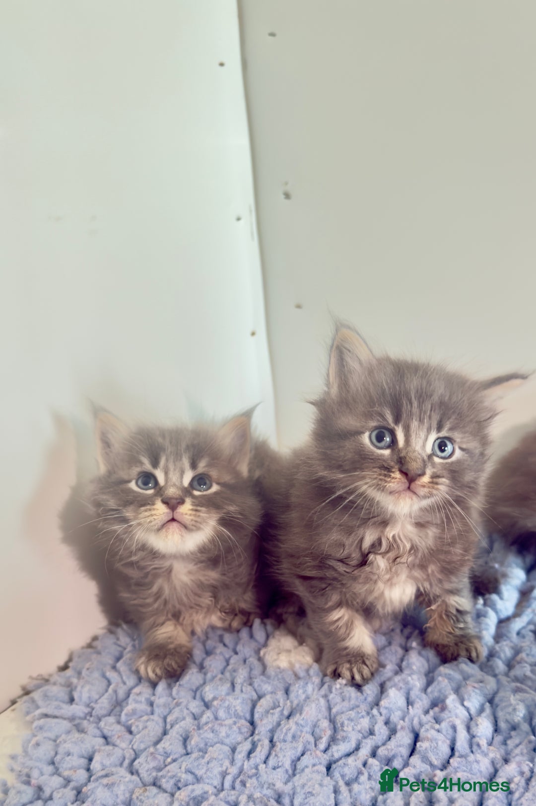 Maine Coon cats for sale: Plush PusZ XXL TICA registered Maine Coon Kittens - Advert 11