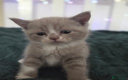 British Shorthair cats for sale: Britishshorthair/ragdoll - Image 3