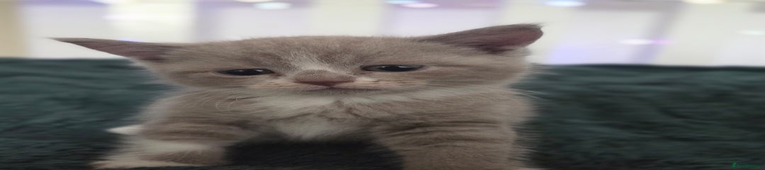 British Shorthair Kitten 4