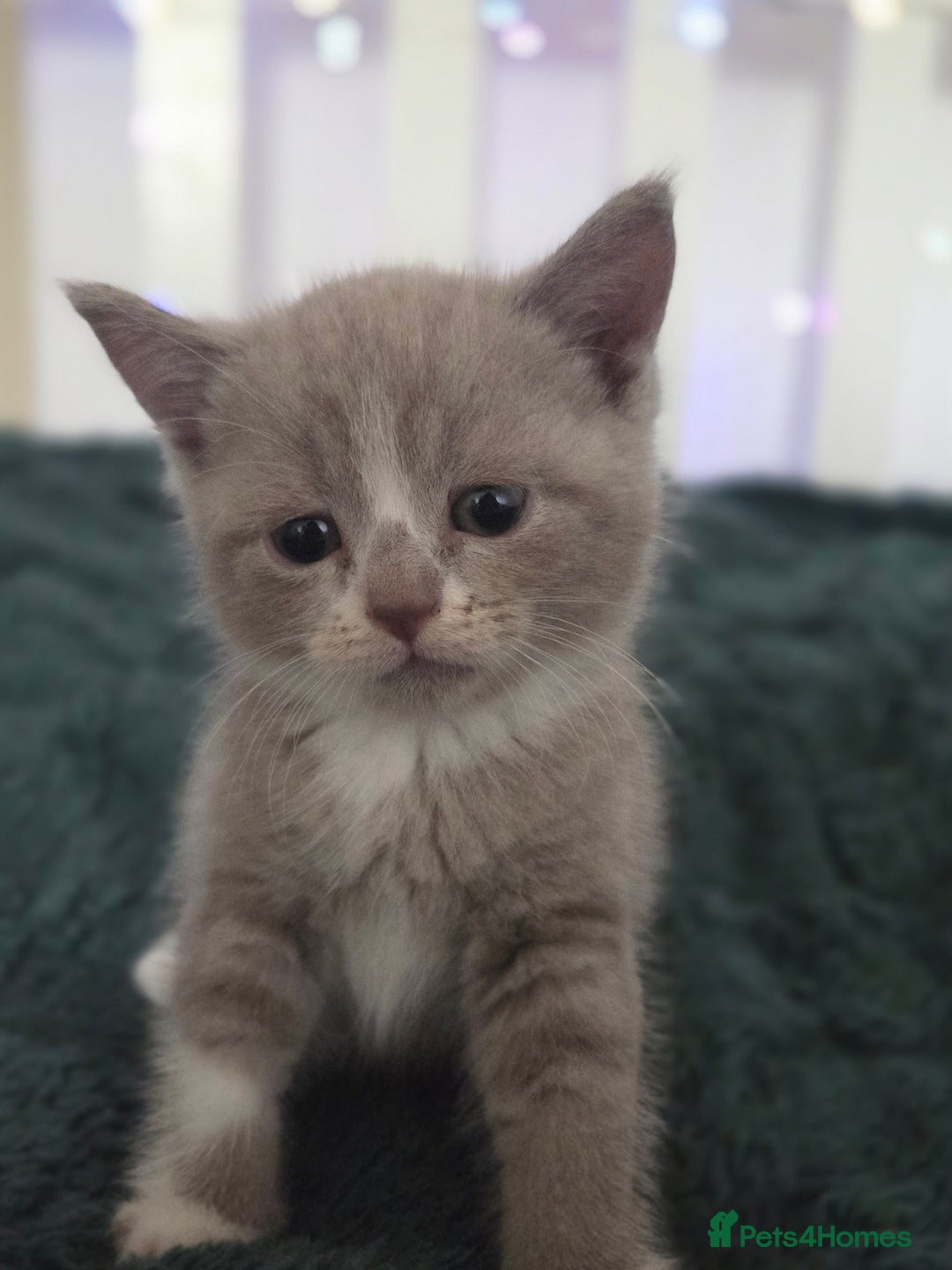 British Shorthair cats for sale: Britishshorthair/ragdoll - Image 3