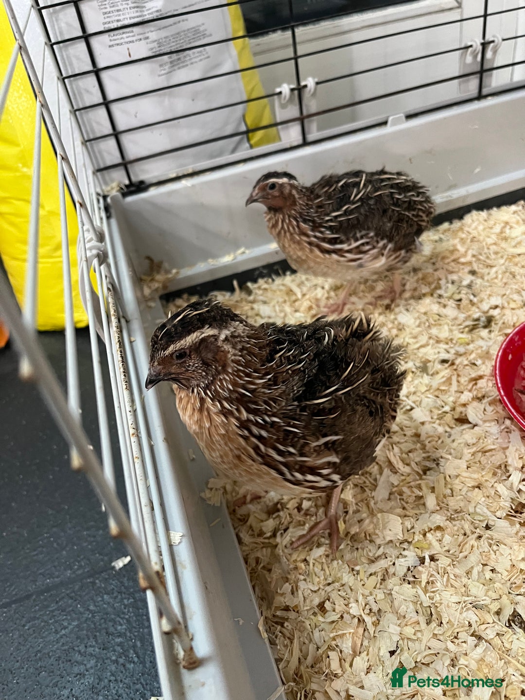 Quail poultry for sale: 2 male quails in Portsmouth - Image 1