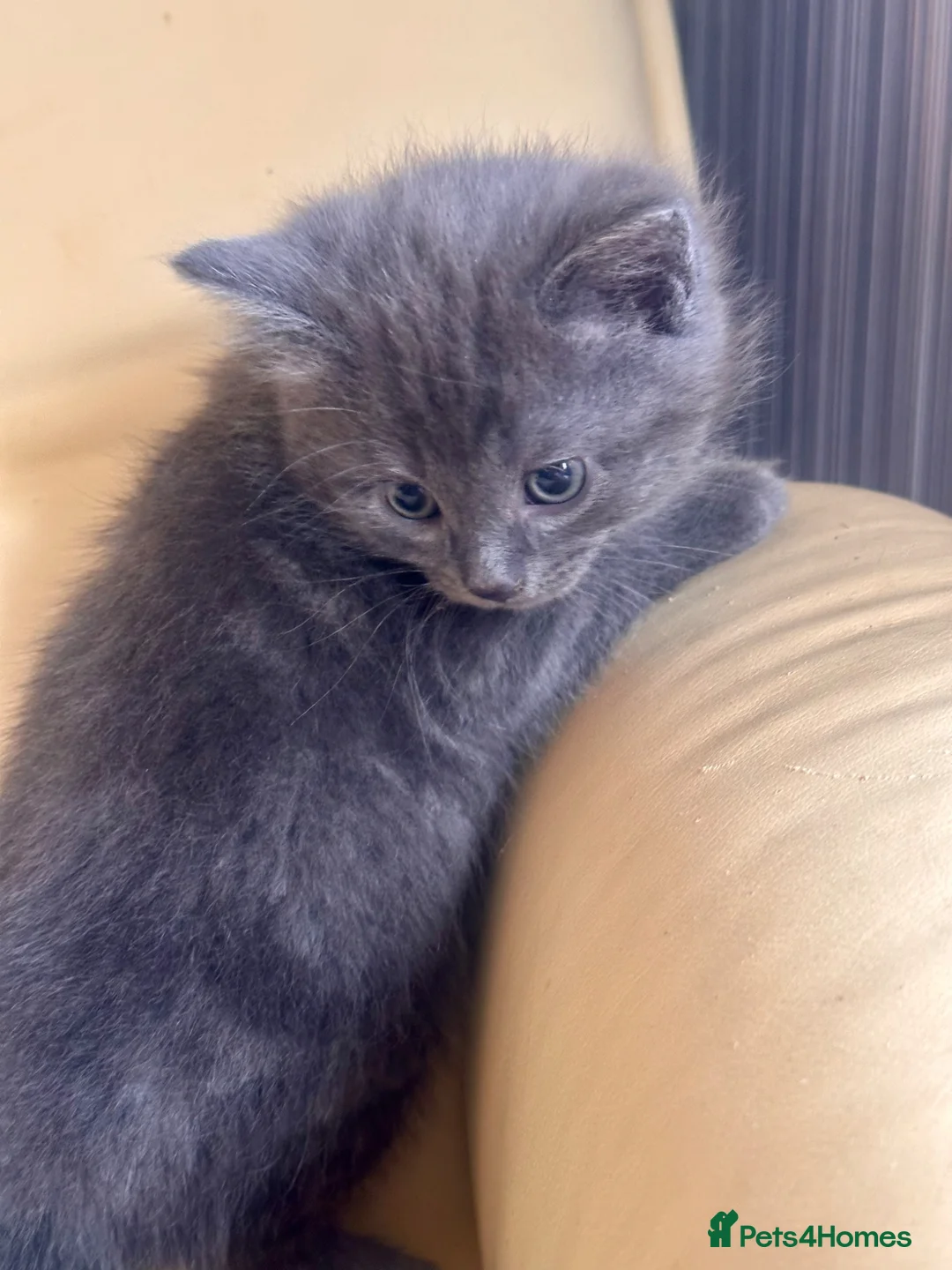 Mixed Breed cats for sale: Gorgeous kittens  - Advert 2