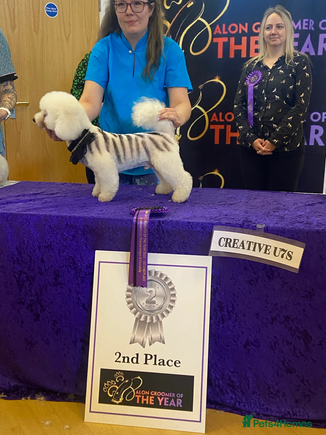 Bichon Frise dogs for stud: Bichon Frise *for stud only* in Hoddesdon - Advert 25