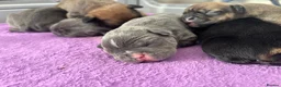French Bulldog dogs for sale: Beautiful French Bulldog Puppies – 6 Healthy Pups - Advert 14