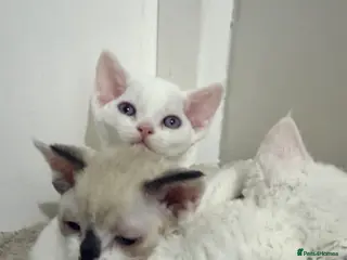 Devon Rex cats beautiful loving Devon kittens - Advert 4