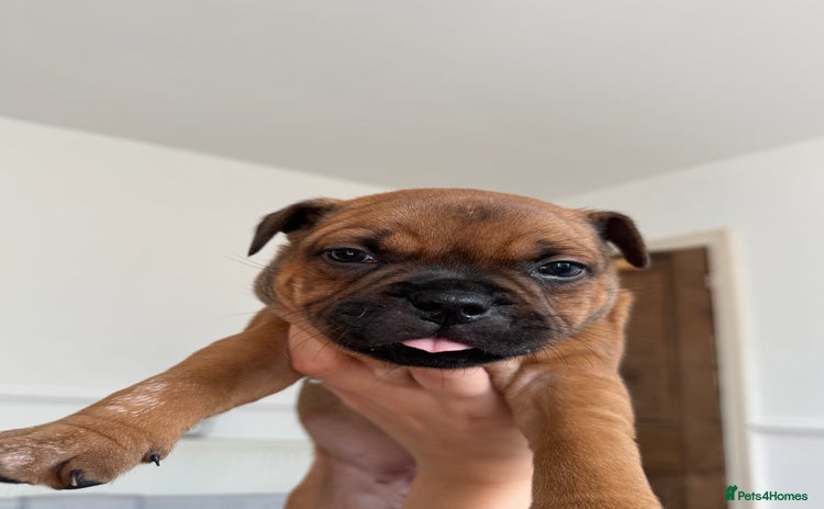 Staffordshire Bull Terrier dogs - Advert 1