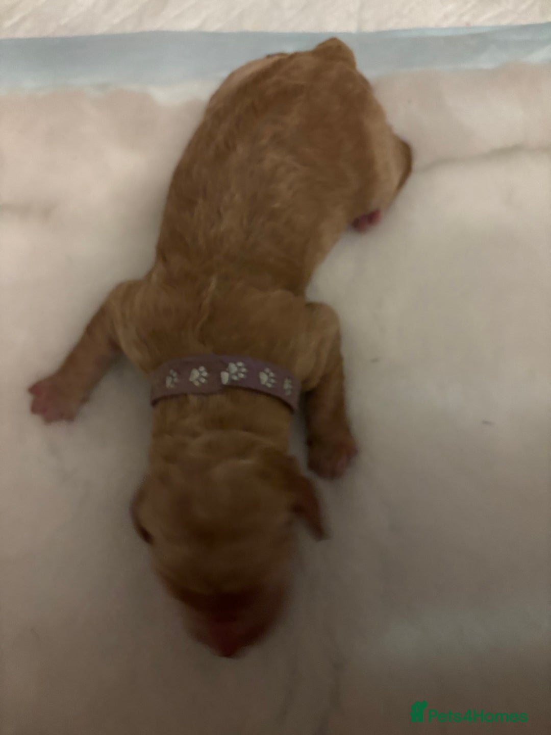 Double Doodle dogs for sale: 10 beautiful double doodles born on 24/08/2025 - Image 7
