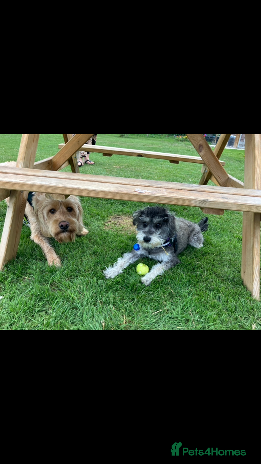 Schnoodle dogs for stud: F1 schnoodle stud  - Advert 2