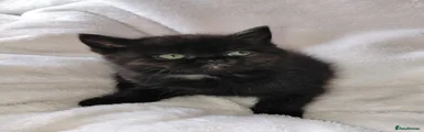 Black with a patch of white persian