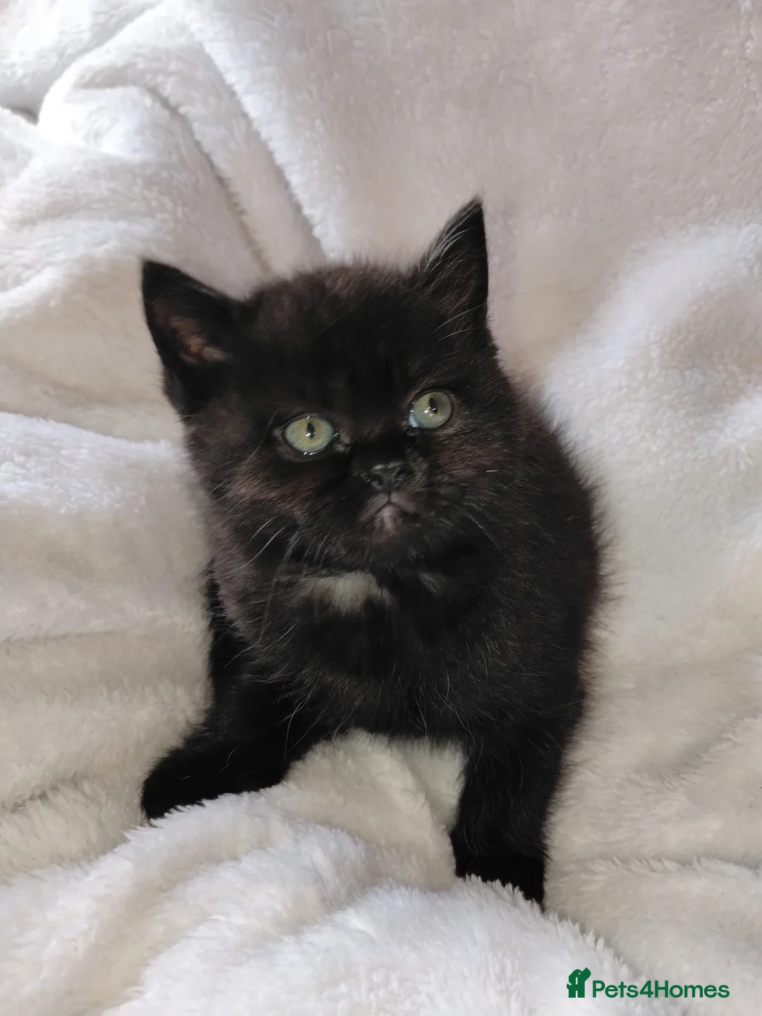 Persian cats for sale: Persian x British blue kittens in Armagh - Advert 6