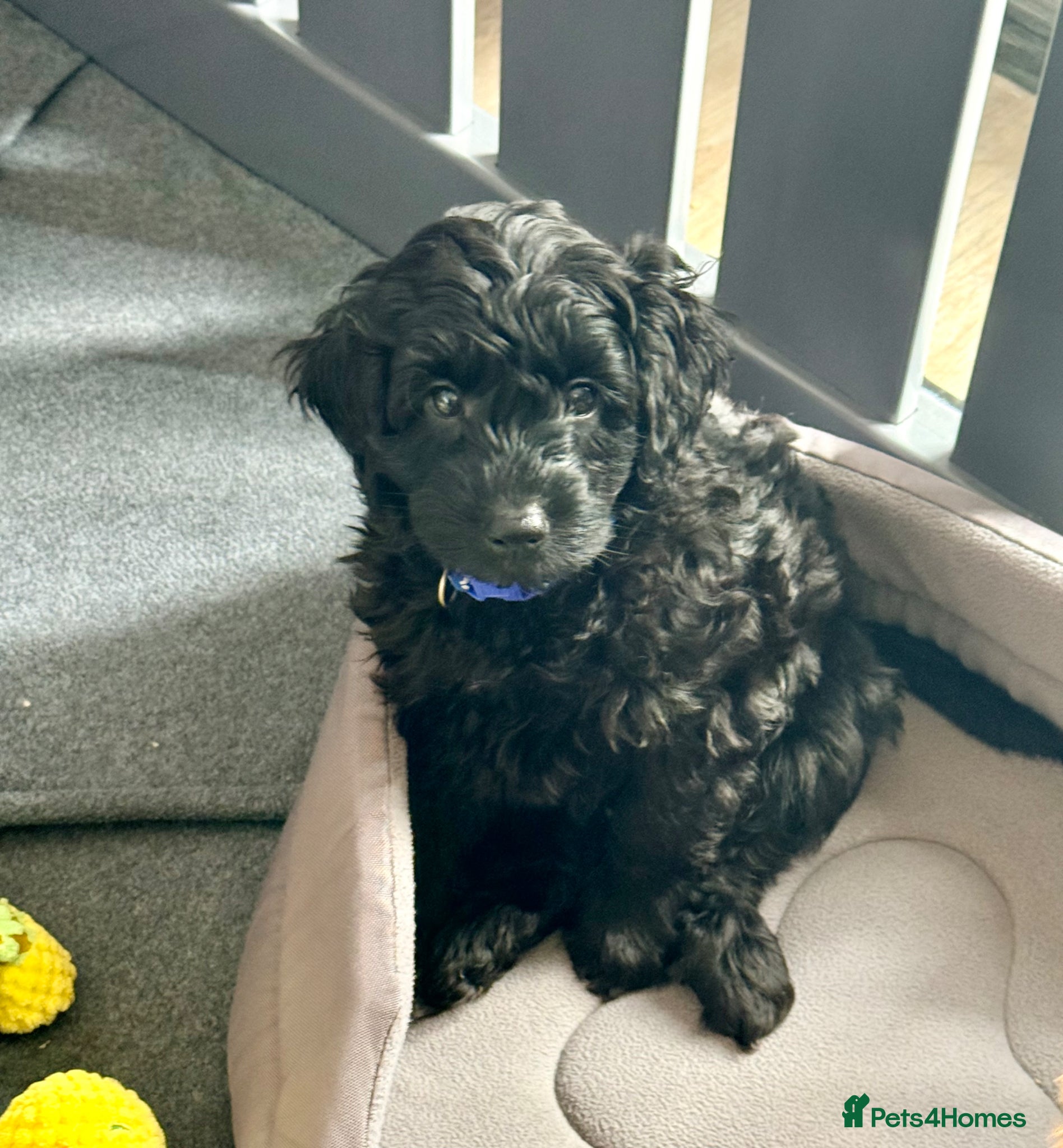 Cavapoo dogs Adorable F1b Cavapoo’s puppies with both vaccines - Advert 1