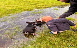 French Bulldog dogs for stud: Chocolate Tan french bulldog Burtie in Sevenoaks - Image 6