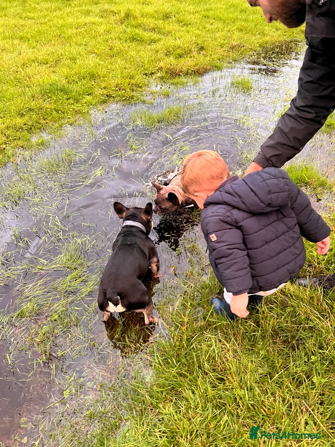 French Bulldog dogs for stud: Chocolate Tan french bulldog Burtie in Sevenoaks - Advert 6