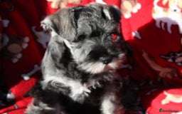 Miniature Schnauzer dogs for sale: Stunning Miniature Schnauzer Puppies - Image 3