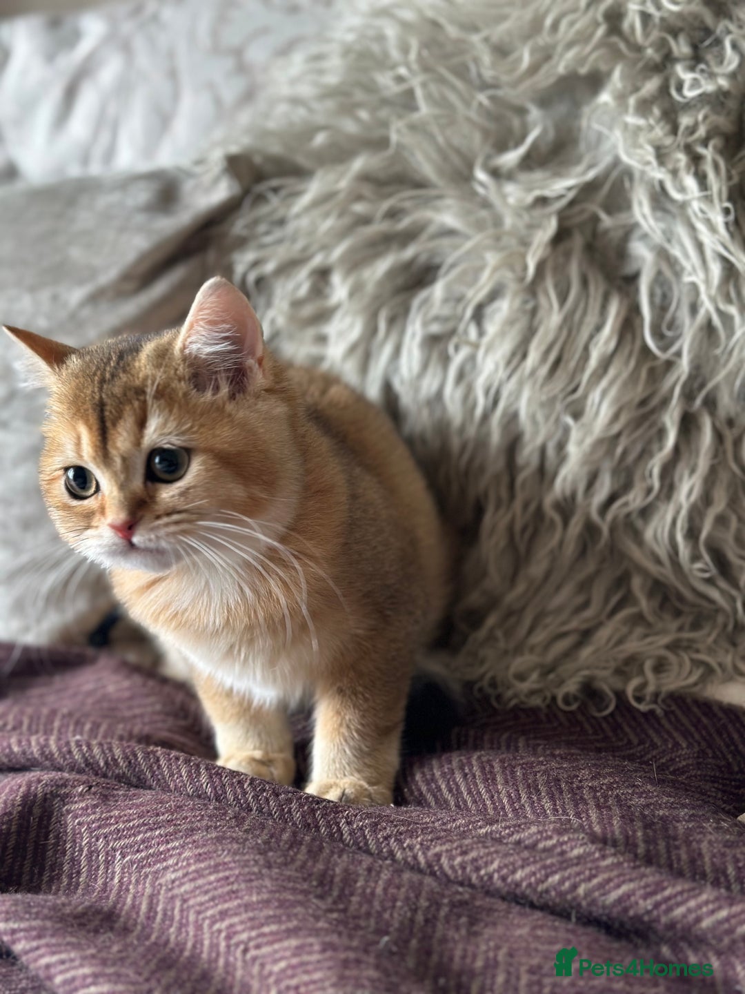 British Shorthair cats for sale: BSH Golden kittens  - Image 9