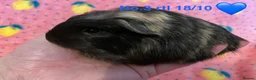 Guinea Pig rodents for sale: Gorgeous baby Guinea pigs - Advert 3
