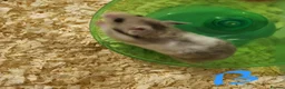Hamster rodents for sale: Baby Syrian hamsters  - Advert 6