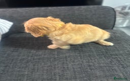Cockapoo dogs for sale: F1 miniature cockerpoos  in Stoke-on-Trent - Image 11