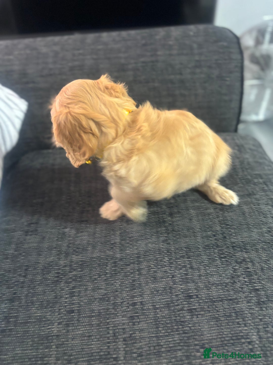 Cockapoo dogs for sale: F1 miniature cockerpoos  in Stoke-on-Trent - Image 11