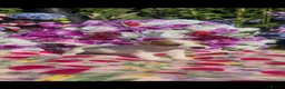 Jack Russell dogs for sale: Tri coloured jack Russell pups  in Southampton - Advert 11