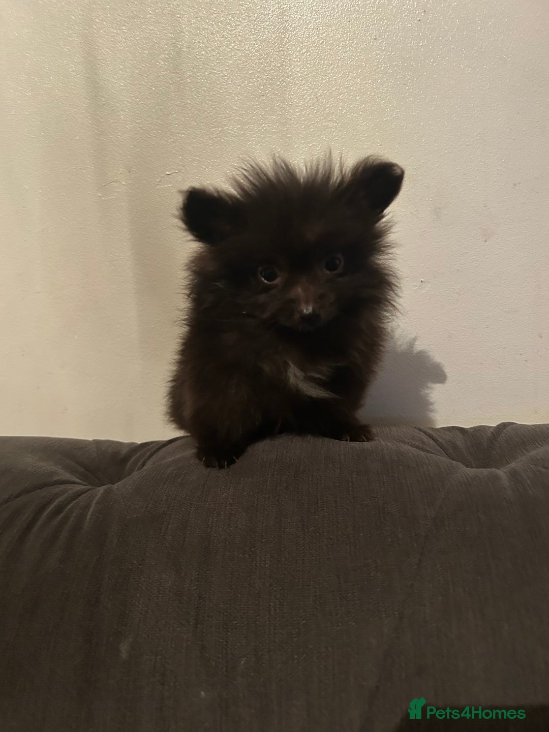 Pomeranian dogs for sale: 6 beautiful Pomeranian puppies  - Image 10