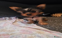 Yorkshire Terrier dogs for sale: Yorkie puppies  - Image 4