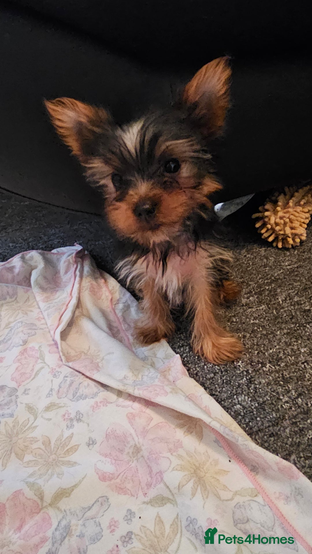 Yorkshire Terrier dogs for sale: Yorkie puppies  - Image 4