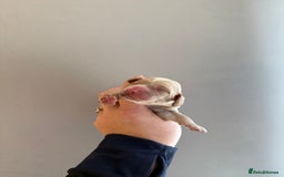 Cocker Spaniel dogs for sale: Litter of 6 - Image 11
