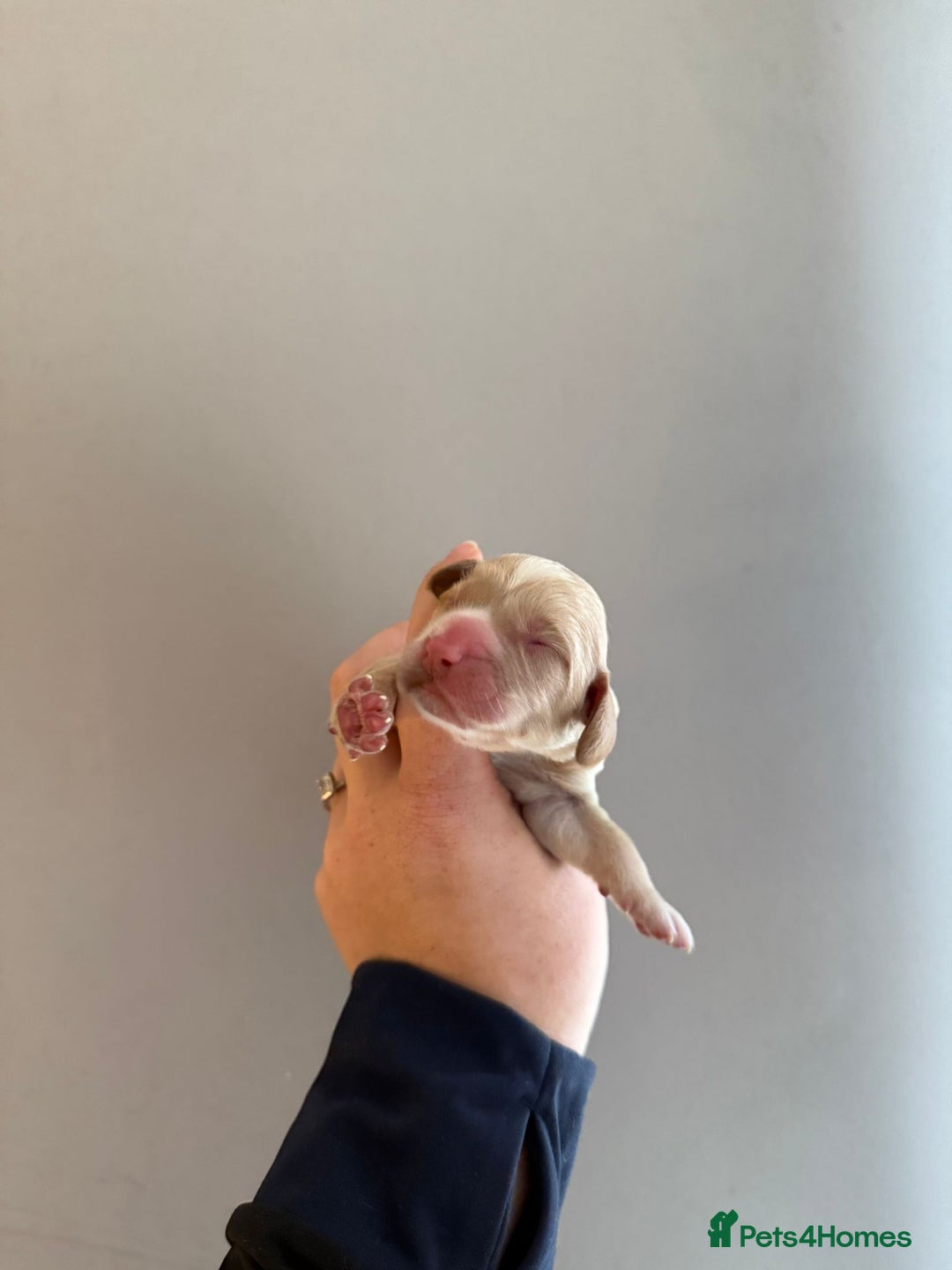 Cocker Spaniel dogs for sale: Litter of 6 - Image 11
