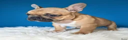 French Bulldog dogs for sale: ❤️3 beautiful french bulldog puppies❤️ - Advert 14