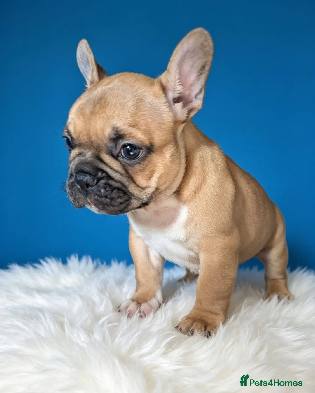 French Bulldog dogs for sale: ❤️3 beautiful french bulldog puppies❤️ - Advert 14