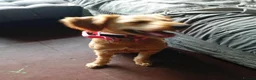 Mixed Breed dogs for sale: Beautiful pup  - Advert 6