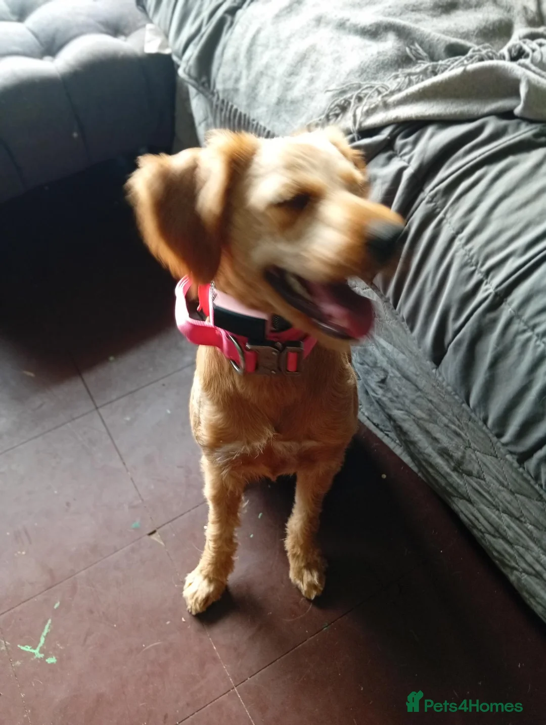 Mixed Breed dogs for sale: Beautiful pup  - Advert 6