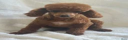 Toy Poodle dogs for sale: Gorgeous Red Toy Poodle girl - Advert 5