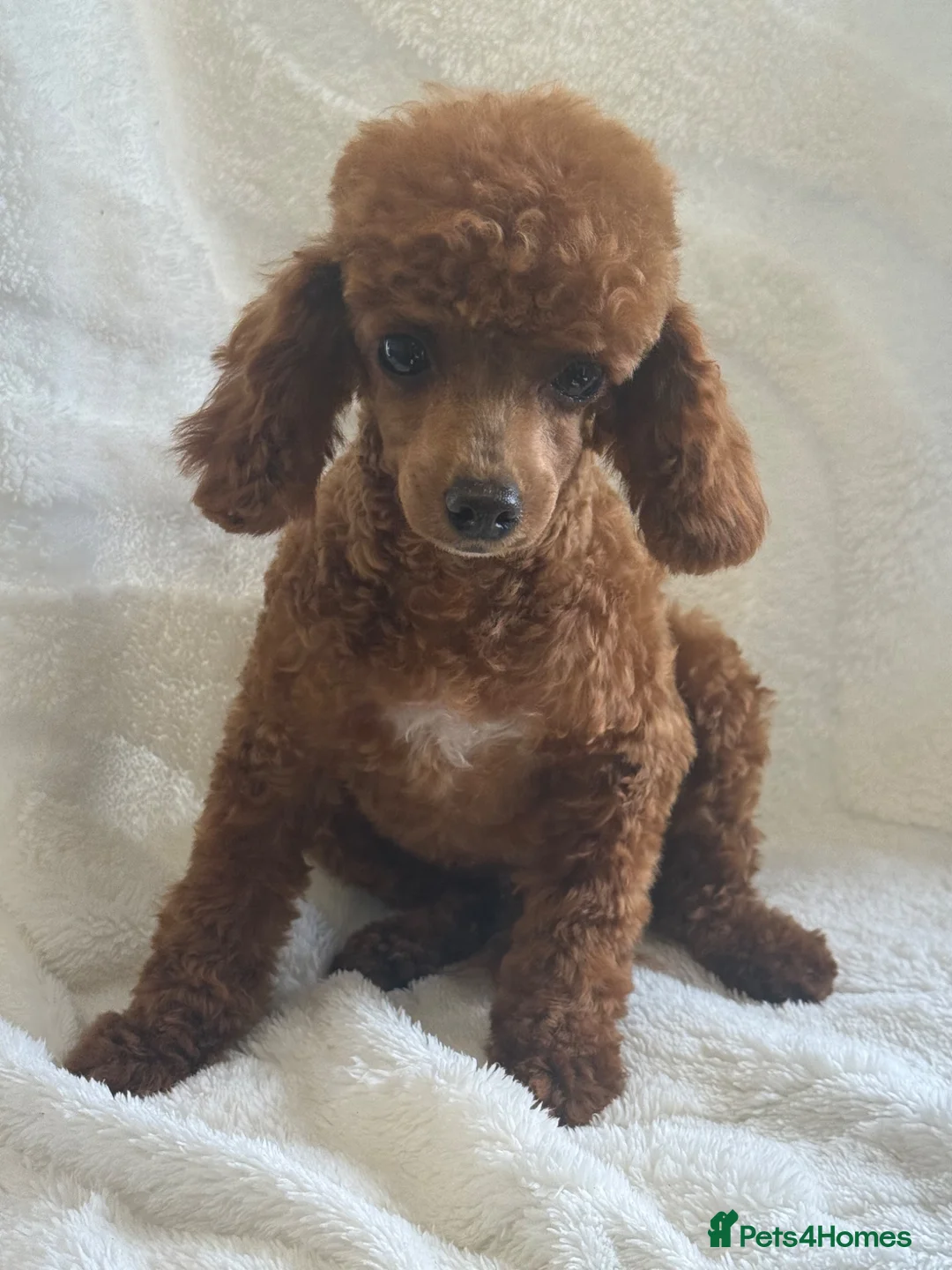 Toy Poodle dogs for sale: Gorgeous Red Toy Poodle girl - Advert 5