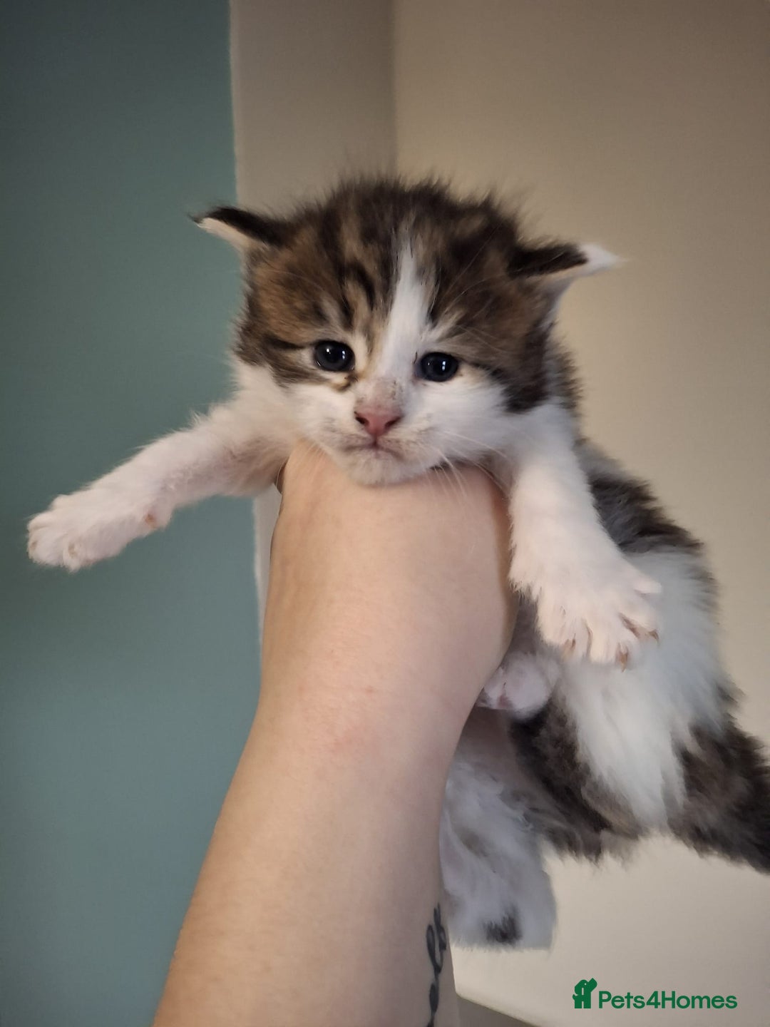 Maine Coon cats for sale: Beautiful Maine Coon Kittens  - Advert 7