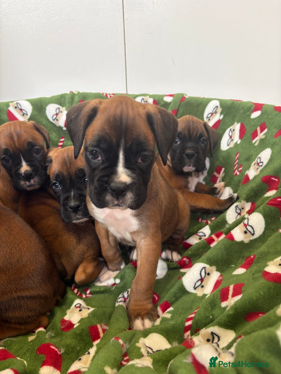 Boxer dogs for sale: Boxer puppy’s  - Advert 3